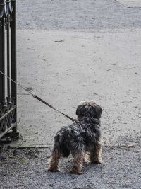 Dog sitting on floor