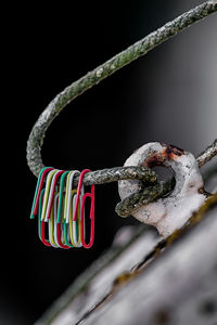 Close-up of multi colored leaf against black background