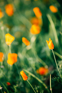 Close-up of yellow poppy blooming on field