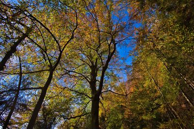 Low angle view of trees in forest during autumn