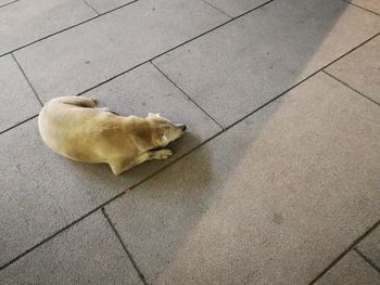 High angle view of dog on sidewalk