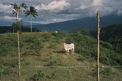 Horse in a field