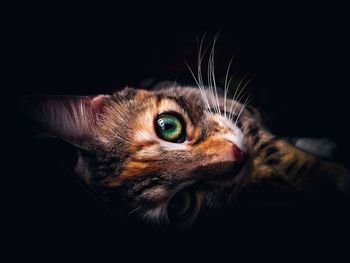 Close-up portrait of cat against black background