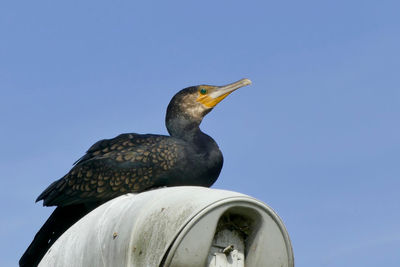 Close-up of bird perching against clear sky