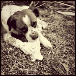 Dog on field