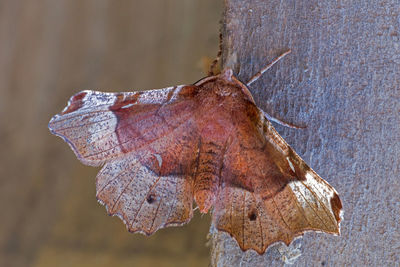 Close-up of dried leaf on wood