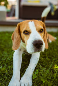 Purebred beagle dog lying and stretch his legs on grass in backyard.