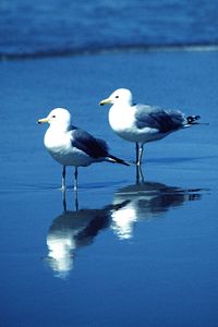 Seagulls perching on lake