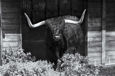 Elephant drinking water