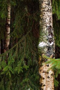 Close-up of tree trunk in forest