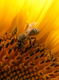 Extreme close-up of bee pollinating on flower