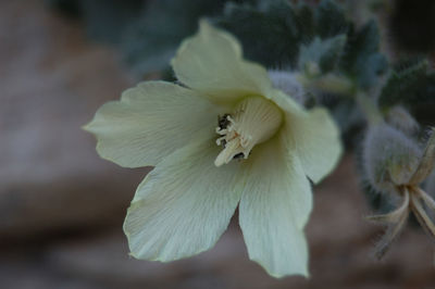 Close-up of white flowering plant