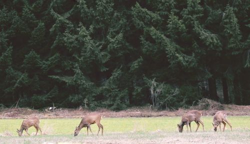 A group of deers eating grass