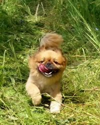 High angle view of dog on field