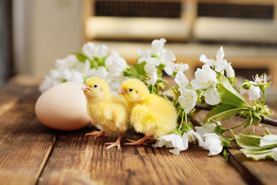 Two cute chickens on a wooden table against the background of an egg and a blossoming branch