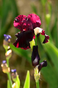 Close-up of red flowering plant