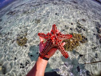 Man holding a starfish