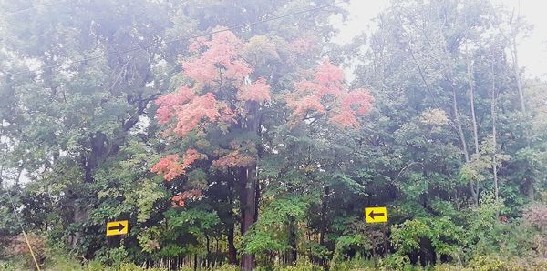 Trees and plants in forest during foggy weather