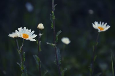 Close-up of white flowering plant on field