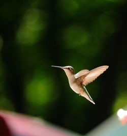 Hummingbird flying outdoors