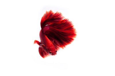 Close-up of red flower against white background