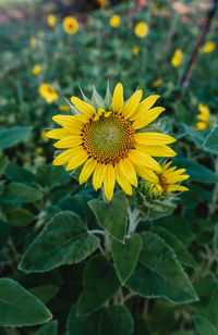 Close-up of sunflower on yellow flowering plant