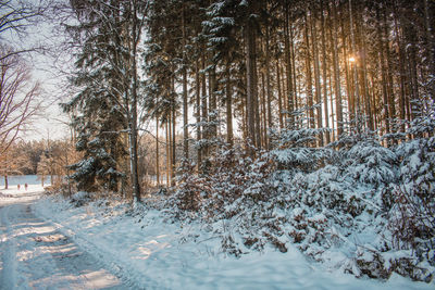 Trees in forest during winter