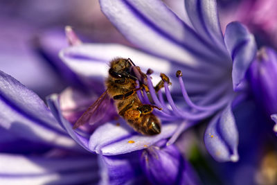 Close-up of bee pollinating on purple flower