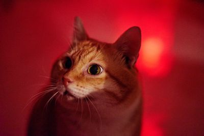 Close-up of ginger cat against red wall