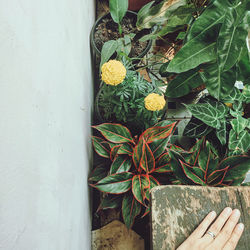High angle view of potted plant