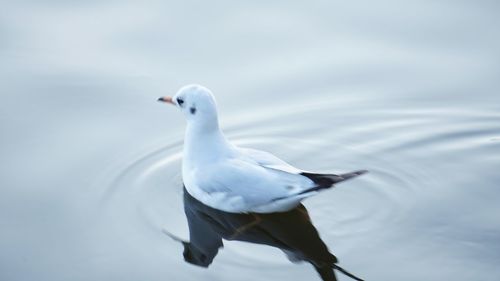 Close-up of seagull on lake against sky