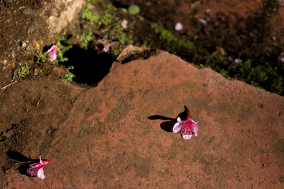 High angle view of bird on pink flower