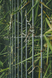 Close-up of metallic gate