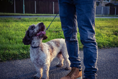 Low section of person with dog standing in park