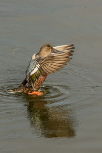 Bird flying over lake