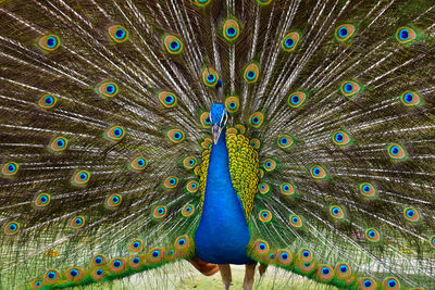 Colorful peacocks inside public park in kuala lumpur 