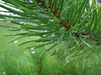 Close-up of raindrops on pine tree