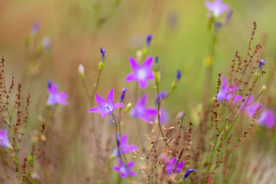 Close-up of purple flowering plants on field