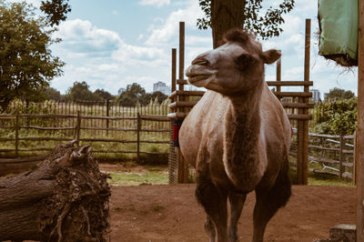 Horse in ranch against sky at zoo