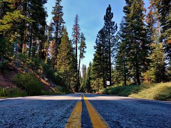 Empty road along trees in forest