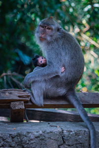 Monkey sitting outdoors with baby in lap