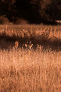 Deer standing amidst plants on field