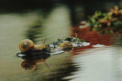 Close-up of snail in water