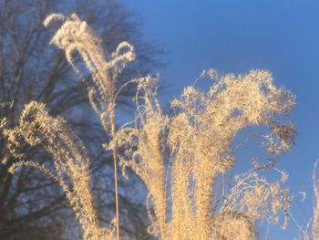 Close-up of plants against sky