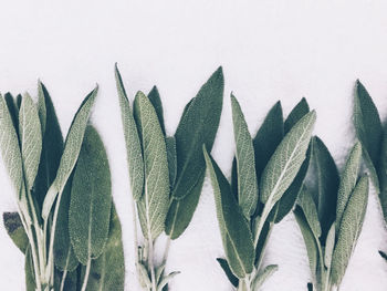 Close-up of plant against white background