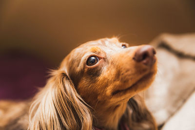 Close-up of dog looking away