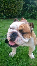 Close-up of a dog on field