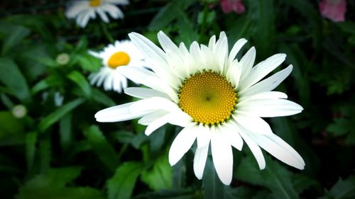 Close-up of white flower blooming outdoors