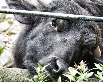 Close-up portrait of black