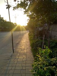 Footpath amidst trees and plants against sky